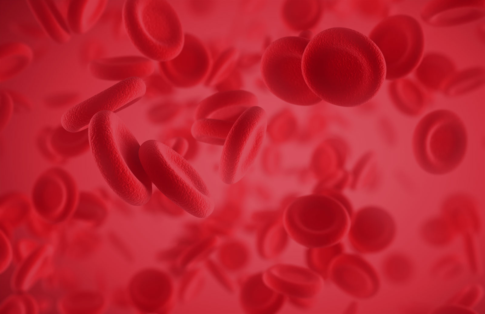 Glóbulos rojos en detalle